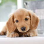 犬に好かれるためには