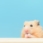 女性が飼いやすい犬猫以外のおすすめペット