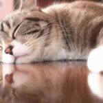 動物が与えてくれる癒し