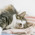 猫に好かれるためには